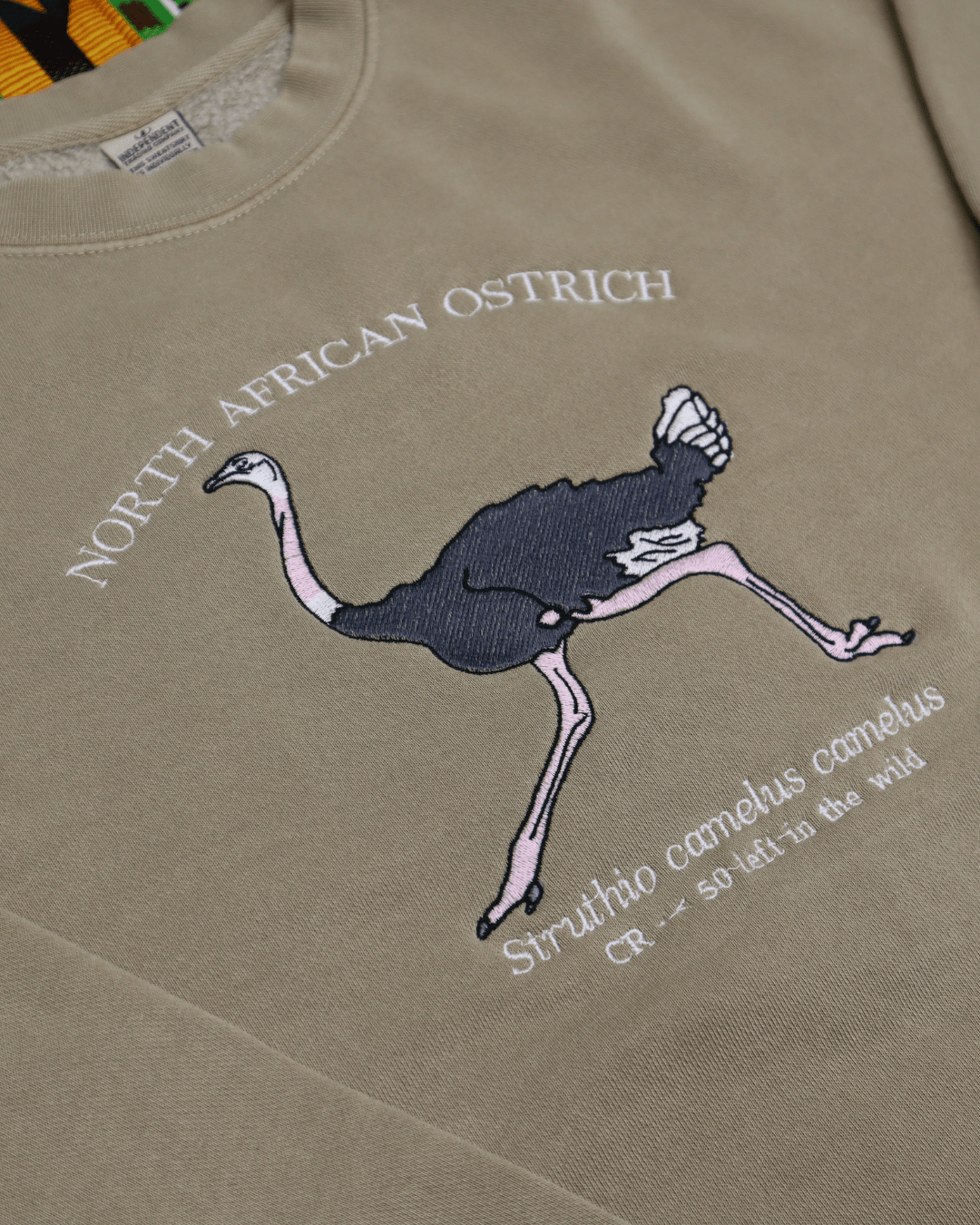 (PREORDER) North African Ostrich - Fauna & Co